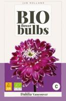 Bio dahlia vancouver bol/knol JUB 1 stuks - Jub