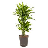 Dracaena cintho belem hydrocultuur plant