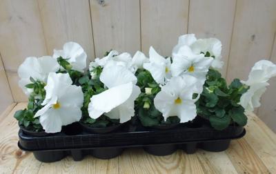 Violen Wit 12 stuks - Warentuin natuurlijk