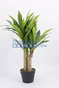 Dracaena fragans h90cm groen