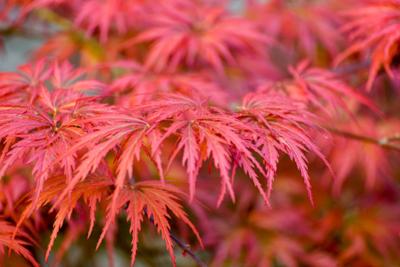 Japanse esdoorn