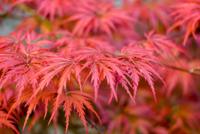 Japanse esdoorn