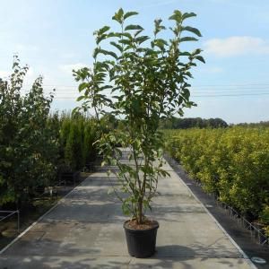 Magnolia struik Heaven Scent - 200 - 220 cm - 3 stuks