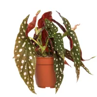Kamerplant Begonia Maculata Wightii ''Stippenplant'' - thumbnail