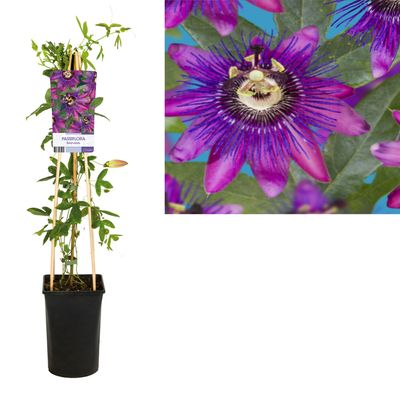 Passiflora &apos;Beervelde&apos;