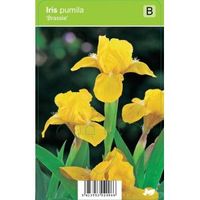 Zwaardlelie (iris pumila "Brassie") voorjaarsbloeier - 12 stuks - thumbnail