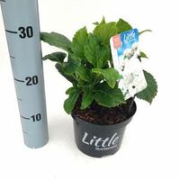 Hydrangea Macrophylla "XS Little White" boerenhortensia - thumbnail