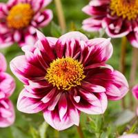 Dahlia Liquid Desire bloembol JUB 1 stuks - Jub