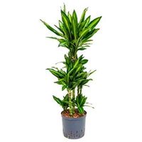 Dracaena cintho santos hydrocultuur plant - thumbnail