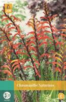 Chasmanthe Saturnus rood 1 bloembol Afrikaanse vlag JUB - Jub