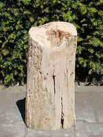 Fossiel hout PU-22, 46 cm