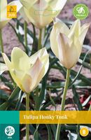 Tulipa Honky Tonk, 8 bloembollen - JUB
