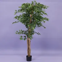 Ficus benjamina i/pot h210cm groen - thumbnail