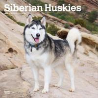 Siberian Husky Kalender 2026