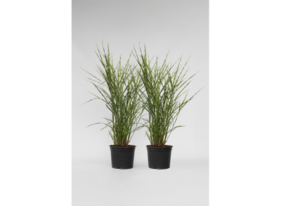 Miscanthus 'Zebrinus' gras - set van 2