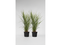 Miscanthus 'Zebrinus' gras - set van 2