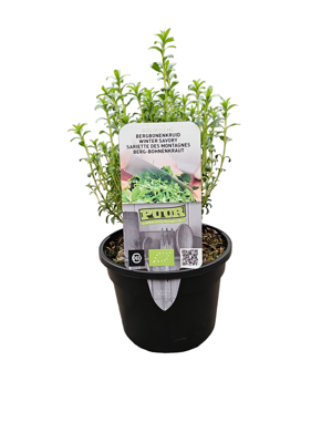 Puur kruiden Satureja montana - bergbonenkruid biologisch