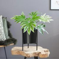 Fatsia Japonica Variegata - Vingerplant - P17 Fatsia Japonica Variegata - Vingerplant - P17