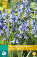 Hyacinthoides hisp. blauw 8 bollen - Jub
