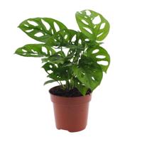 Monstera Monkey Leaf (Gatenplant) - Ø12cm - ↕30cm Monstera Monkey Leaf (Gatenplant) - Ø12cm - ↕30cm