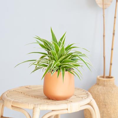 plantje.nl Graslelie, Groen, Lange, slanke bladeren, lichte streep, Luchtzuiverende eigenschappen, stekjes, witte bloemen
