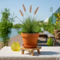 Lampepoetsersgras - Pennisetum alopecuroides &apos;Hameln&apos; - P9