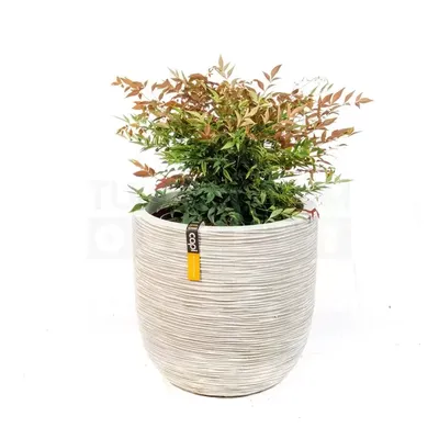 Pot bol Rib NL 43x41 ivoor + Nandina