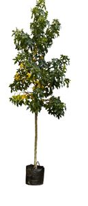 Amberboom Liquidambar styraciflua h 450 cm st. omtrek 16 cm - Warentuin Natuurlijk