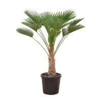 Trachycarpus wagnerianus - 130cm Trachycarpus wagnerianus - 130cm