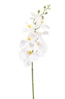 Phalaenopsis spray white 84 cm - Emerald Phalaenopsis spray white 84 cm - Emerald
