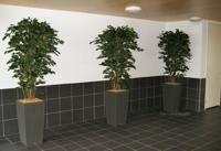 Ficus Exotica deluxe kunstplant 180cm - groen - FR - brandvertragend