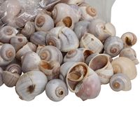 Decoratie/hobby schelpen - 2 kg - naturel wit