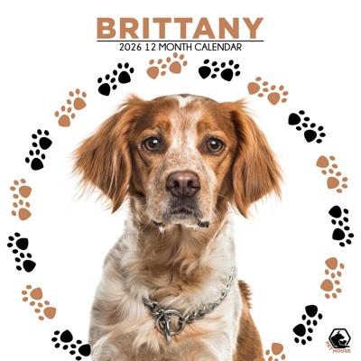 Brittany Spaniel Kalender 2026