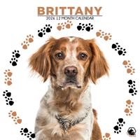Brittany Spaniel Kalender 2026