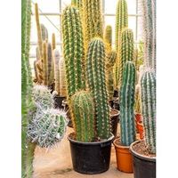 Trichocereus cactus terschechii trio kamerplant - thumbnail