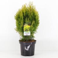 Platycladus orient aurea nana - Warentuin natuurlijk