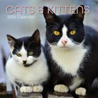 Katten & Kittens Kalender 2026