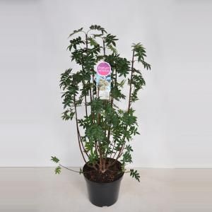 Sering (syringa pinnatifolia) - 70-90 cm - 1 stuks