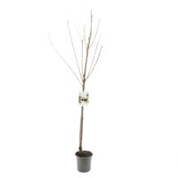 Prunus avium sunburst halfstam zoete kers fruitboom Fruithof - Fruithof