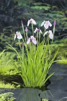 Waterplant Iris laevigata 'Rose Queen'