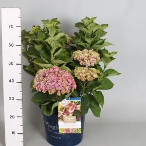 Hydrangea Macrophylla "Magical Amethyst Roze"® boerenhortensia - 40-50 cm - 1 stuks