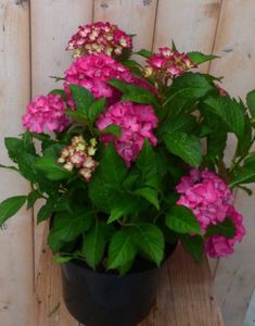 Hortensia Hydrangea roze 40 cm - Warentuin Natuurlijk