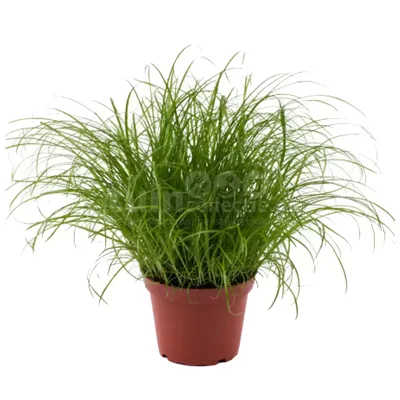 Kattengras - Cyperus alt. Zumula