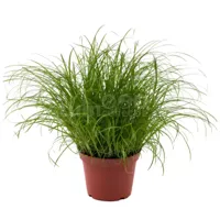 Kattengras - Cyperus alt. Zumula