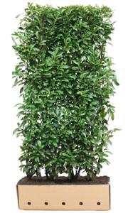 Prunus laurocerasus Genolia 200 cm - Quickhedge