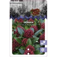 Skimmia (Skimmia Japonica “Red Dwarf”®) heester - 30-40 cm (C4.5) - 9 stuks - thumbnail