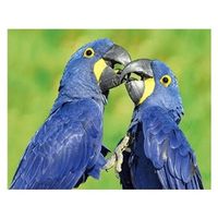 3D koelkast magneetje blauwe papegaaien   -