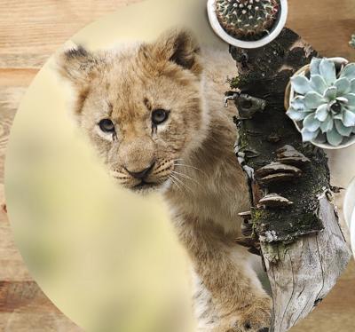 Vinyl vloerkleed dieren Dierlijke schattige tijger