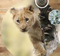 Vinyl vloerkleed dieren Dierlijke schattige tijger