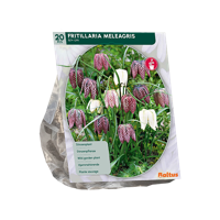 Kievitsbloem